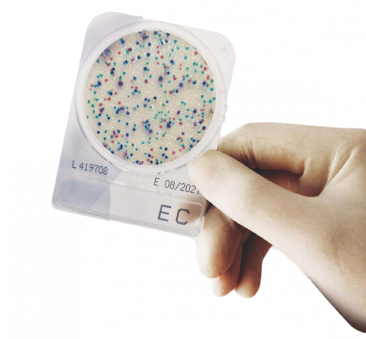 Đĩa Compact Dry Ecoli Coliform