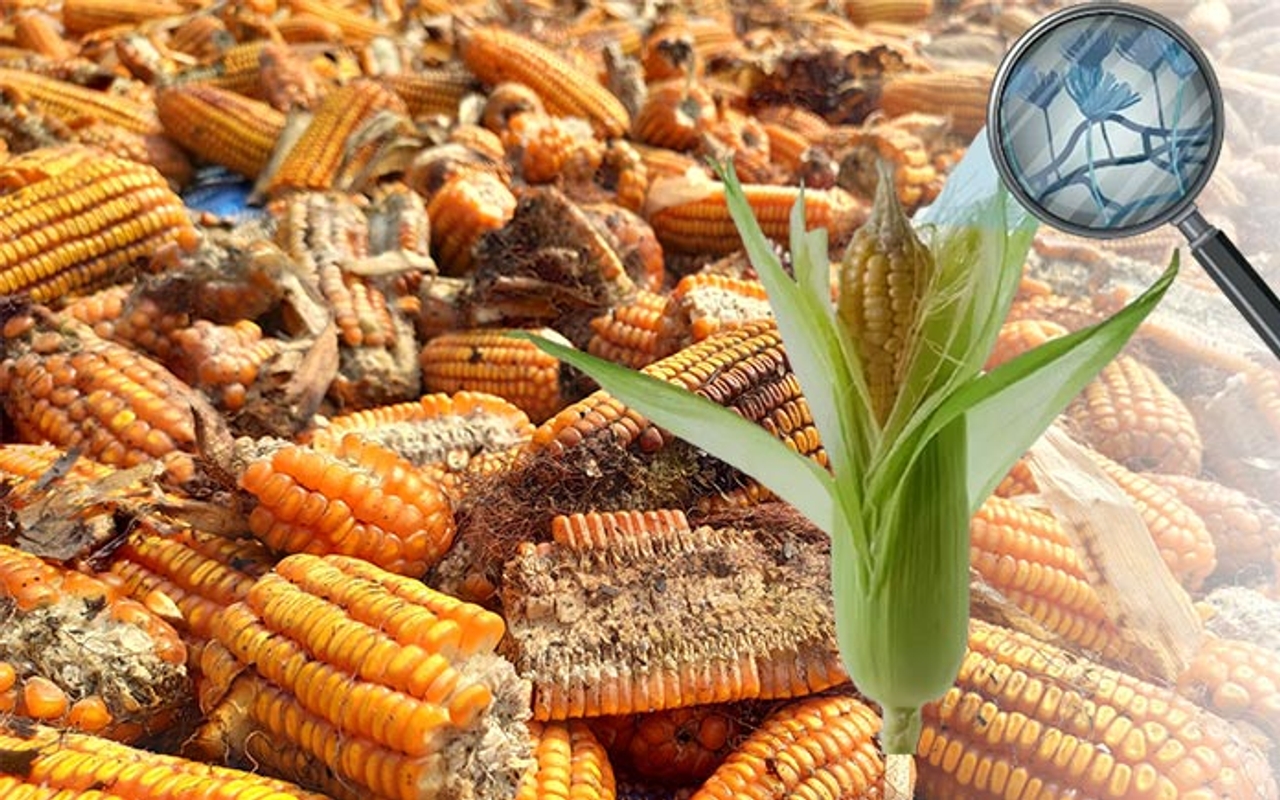 Kiểm tra độc tố nấm mốc mycotoxin