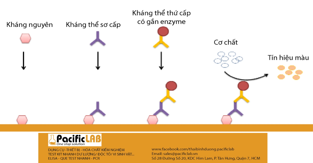 kỹ thuật elisa gián tiếp