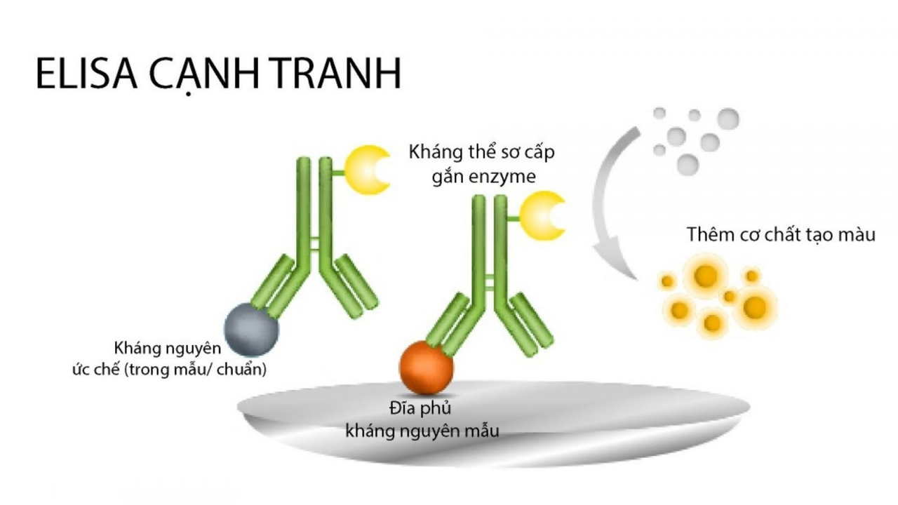 Nguyên lý ELISA cạnh tranh