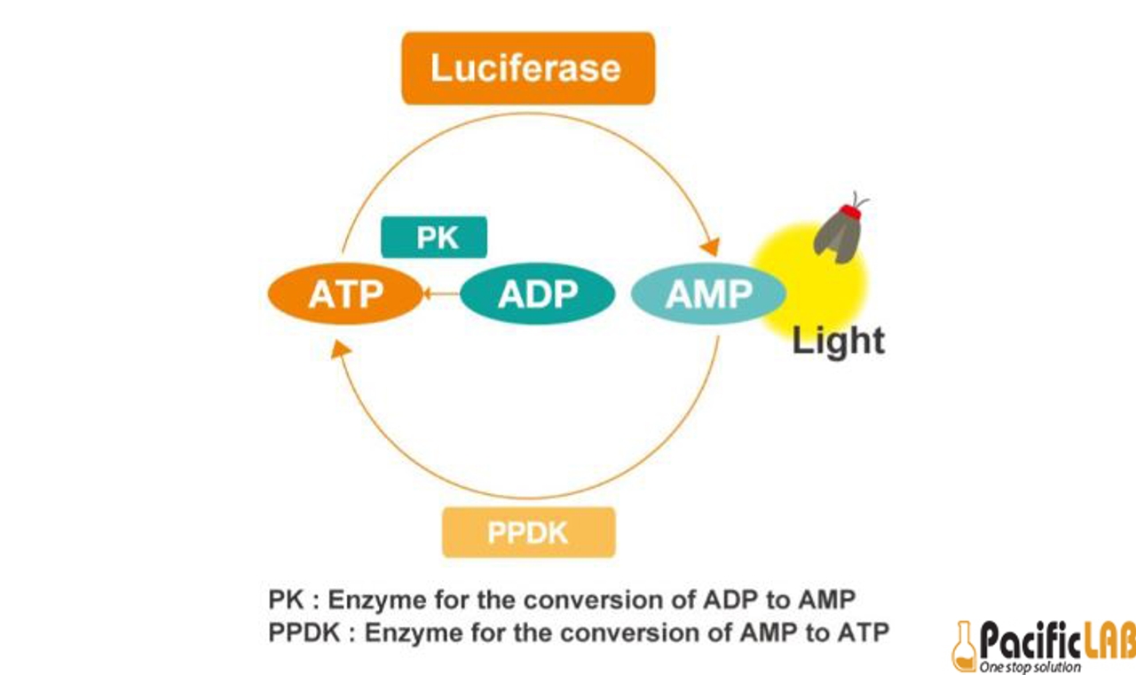 Điểm khác biệt của que test ATP Lucipac so với các test ATP khác