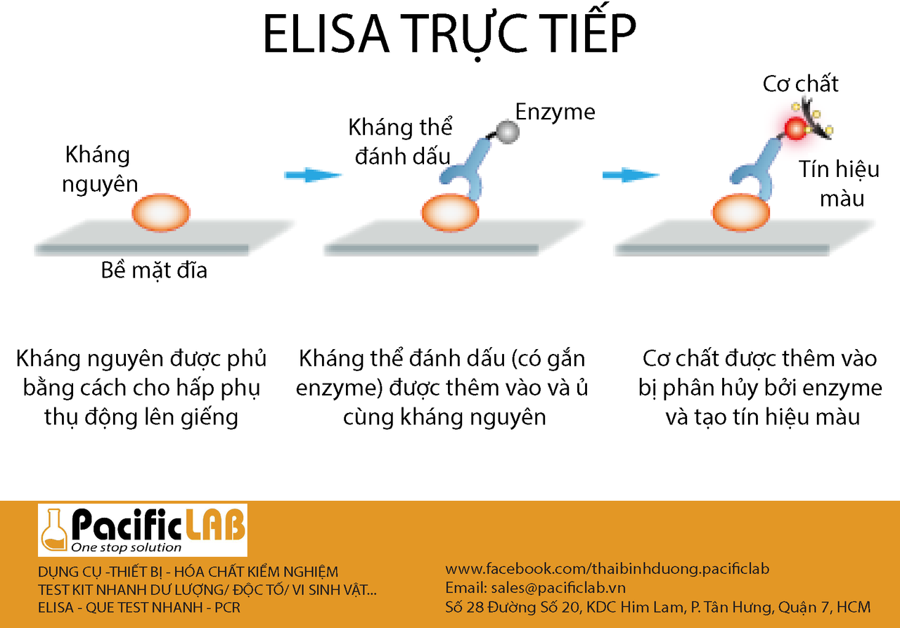 elisa truc tiep