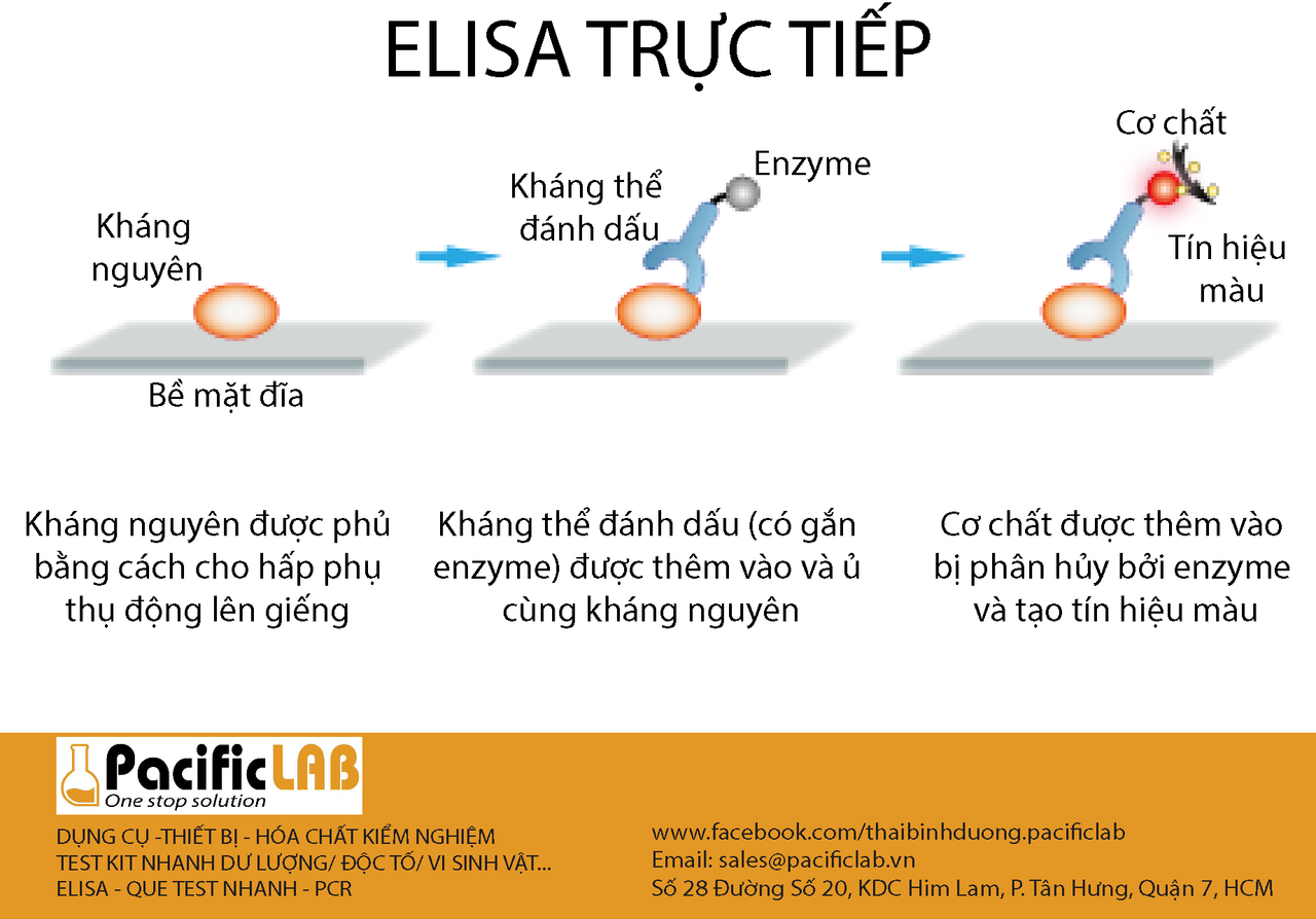 elisa truc tiep