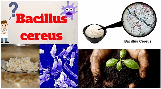 Nguồn nhiễm Bacillus cereus trong thực phẩm