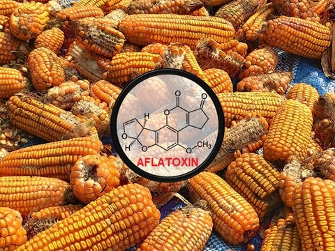 Độc tố Aflatoxin