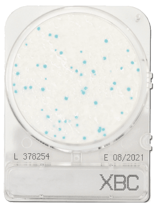 Đĩa Compact Dry Bacillus cereus