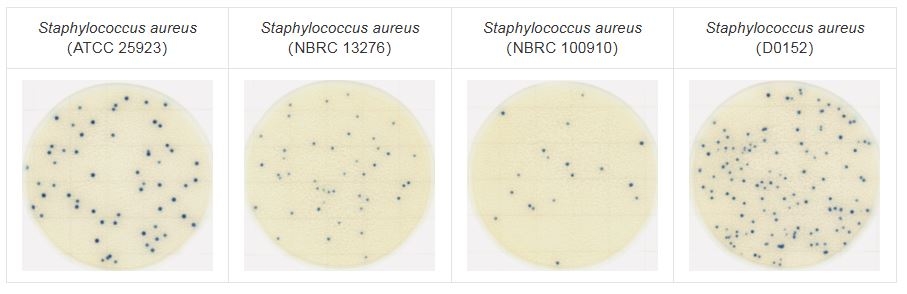 Chủng chuẩn Staphylococcus aureus trên easy plate SA