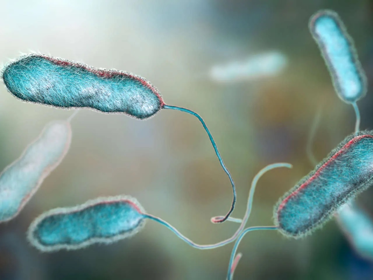 Vi khuẩn Legionella