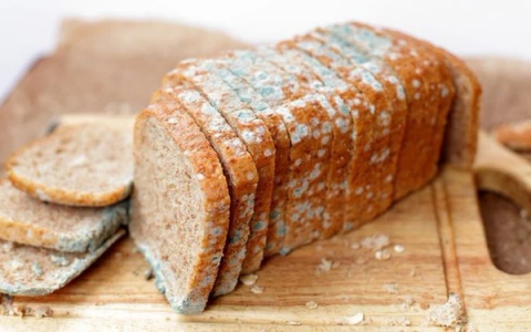 Nấm mem và nấm mốc