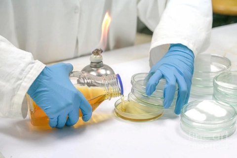 Cách đổ môi trường vào đĩa petri