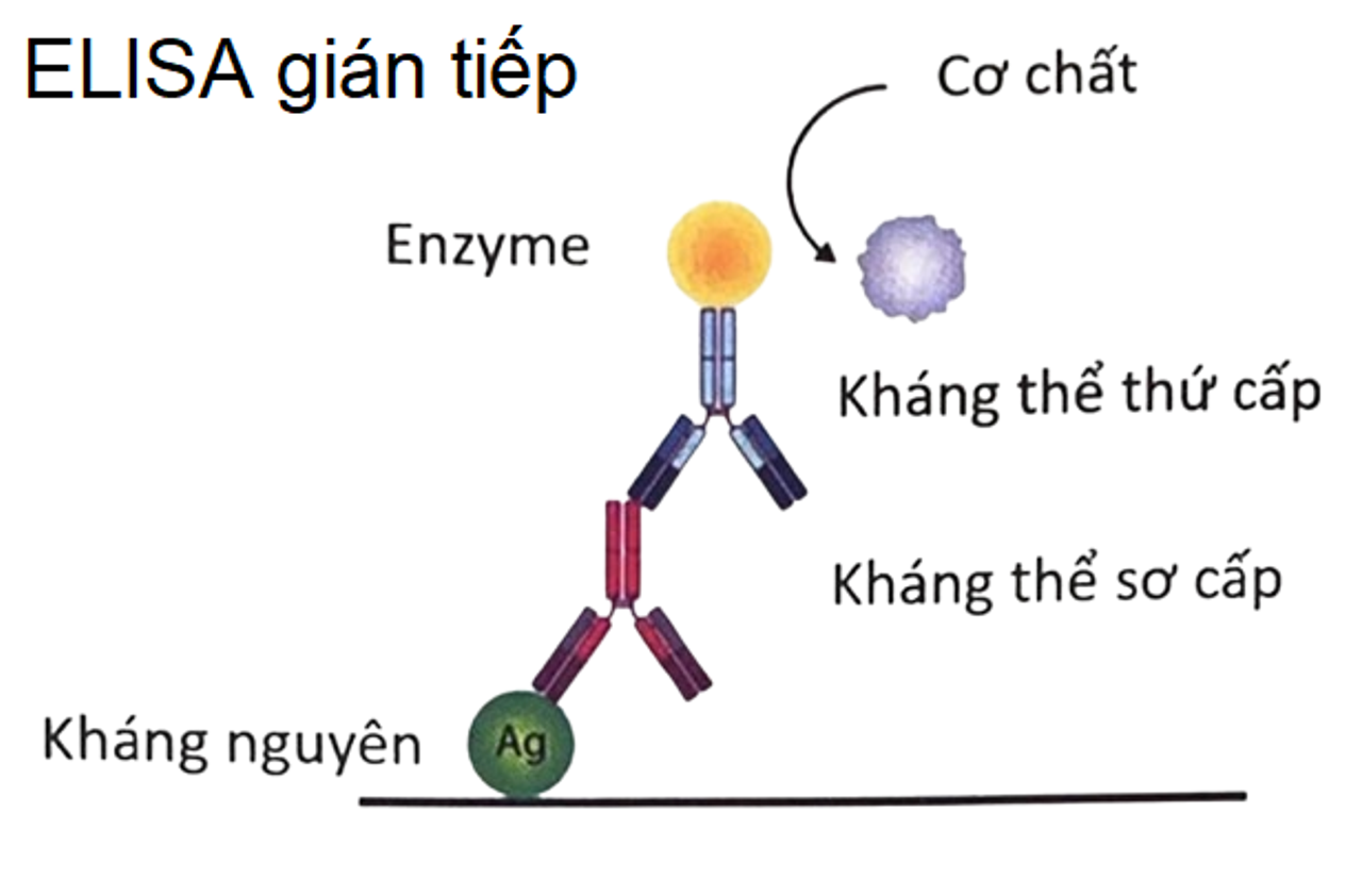 Kỹ thuật ELISA gián tiếp