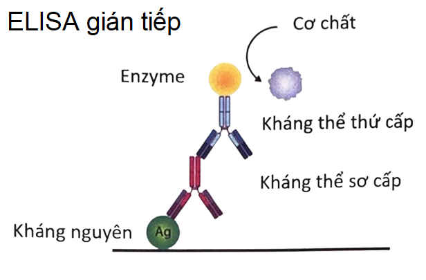 Kỹ thuật ELISA gián tiếp