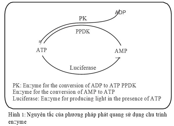 Nguyên lý đo ATP