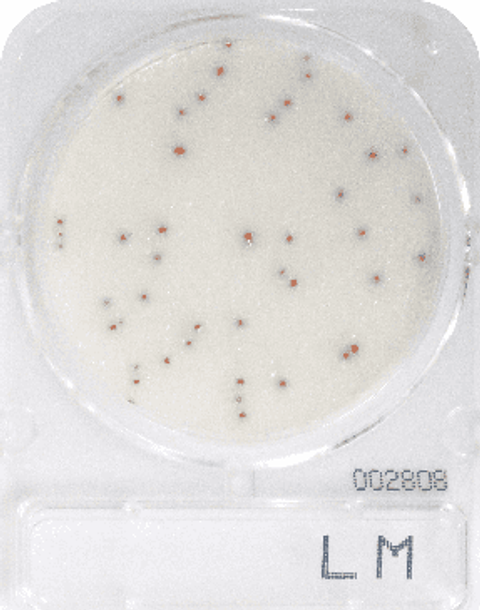 Compact Dry LM Listeria monocytogenes