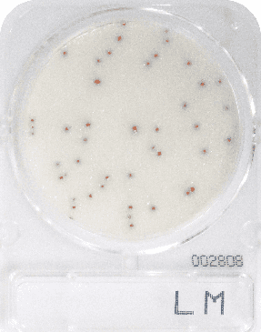Compact Dry LM Listeria monocytogenes