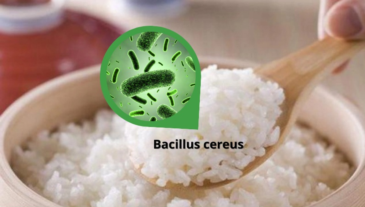 Giới hạn Bacillus cereus trong thực phẩm
