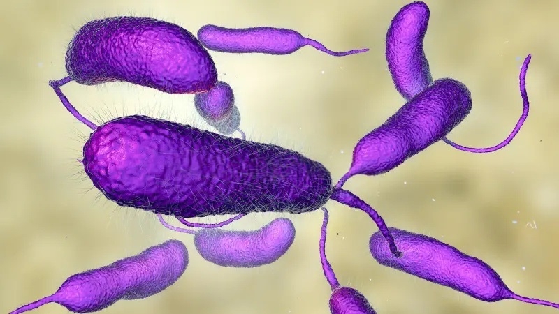 Vibrio parahaemolyticus