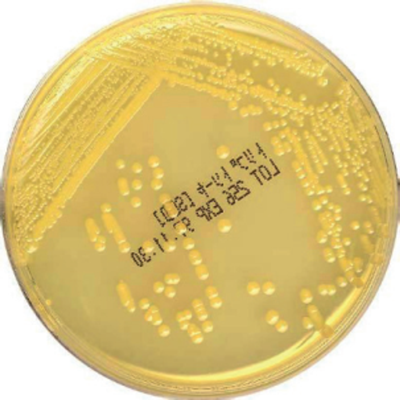 Môi trường vi sinh Trypto Soya Agar