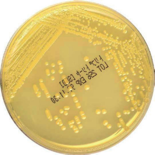 Môi trường vi sinh Trypto Soya Agar