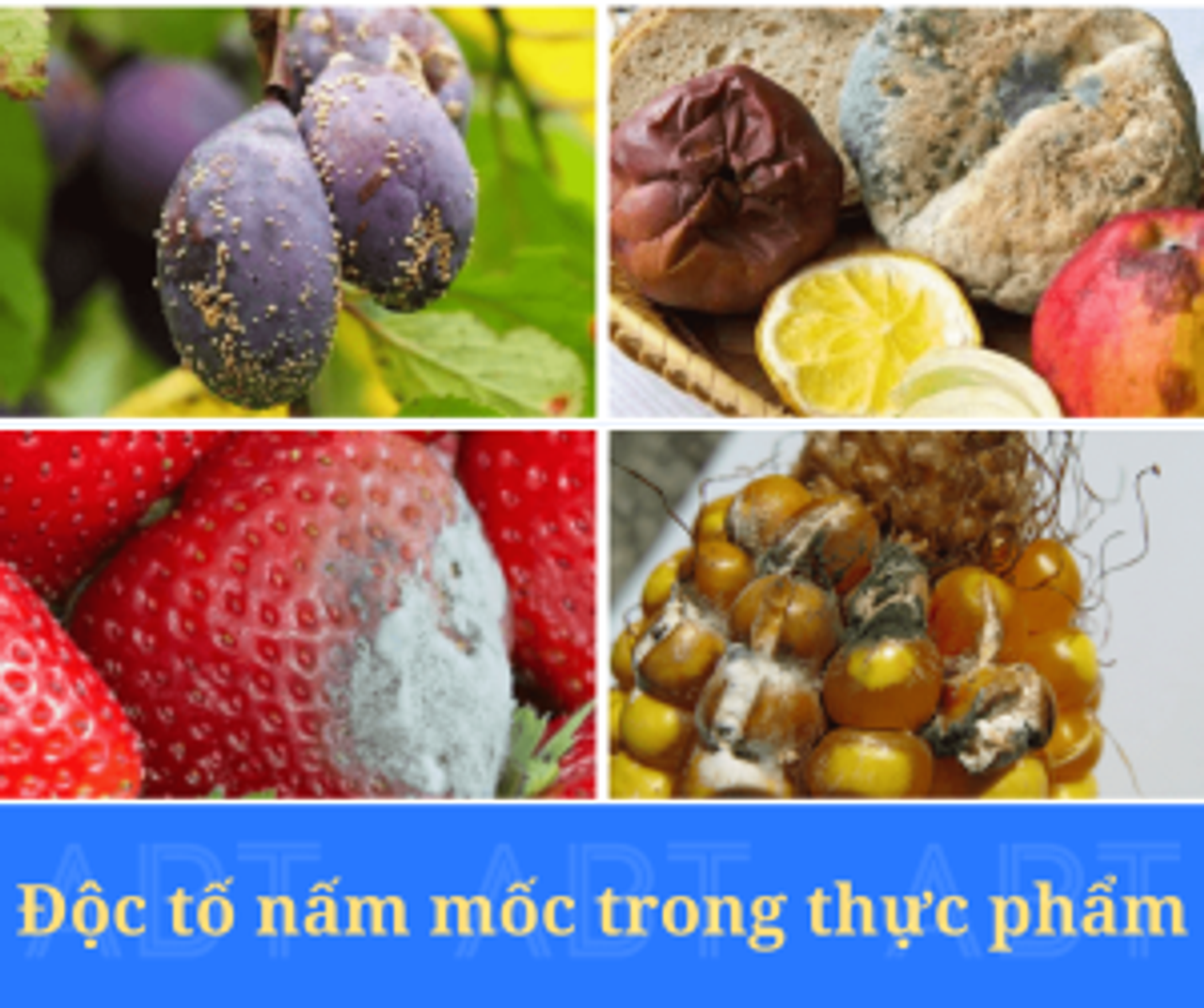Độc tố nấm mốc trong thực phẩm
