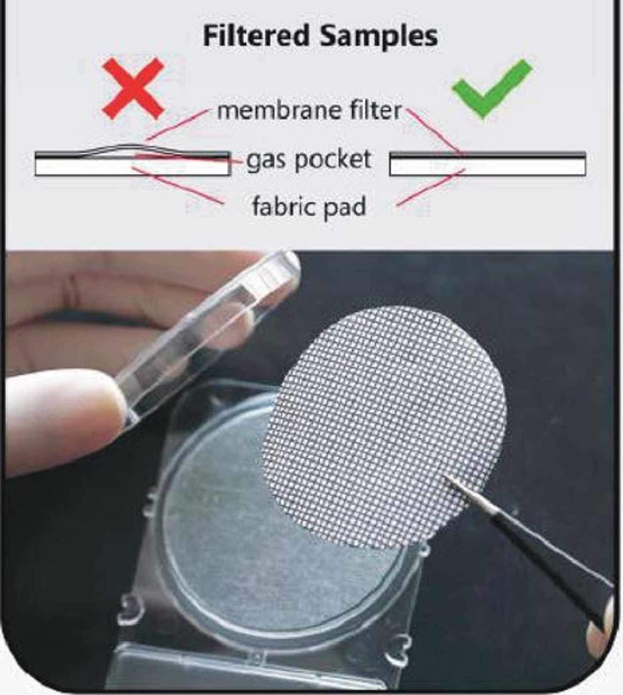 filter membrane