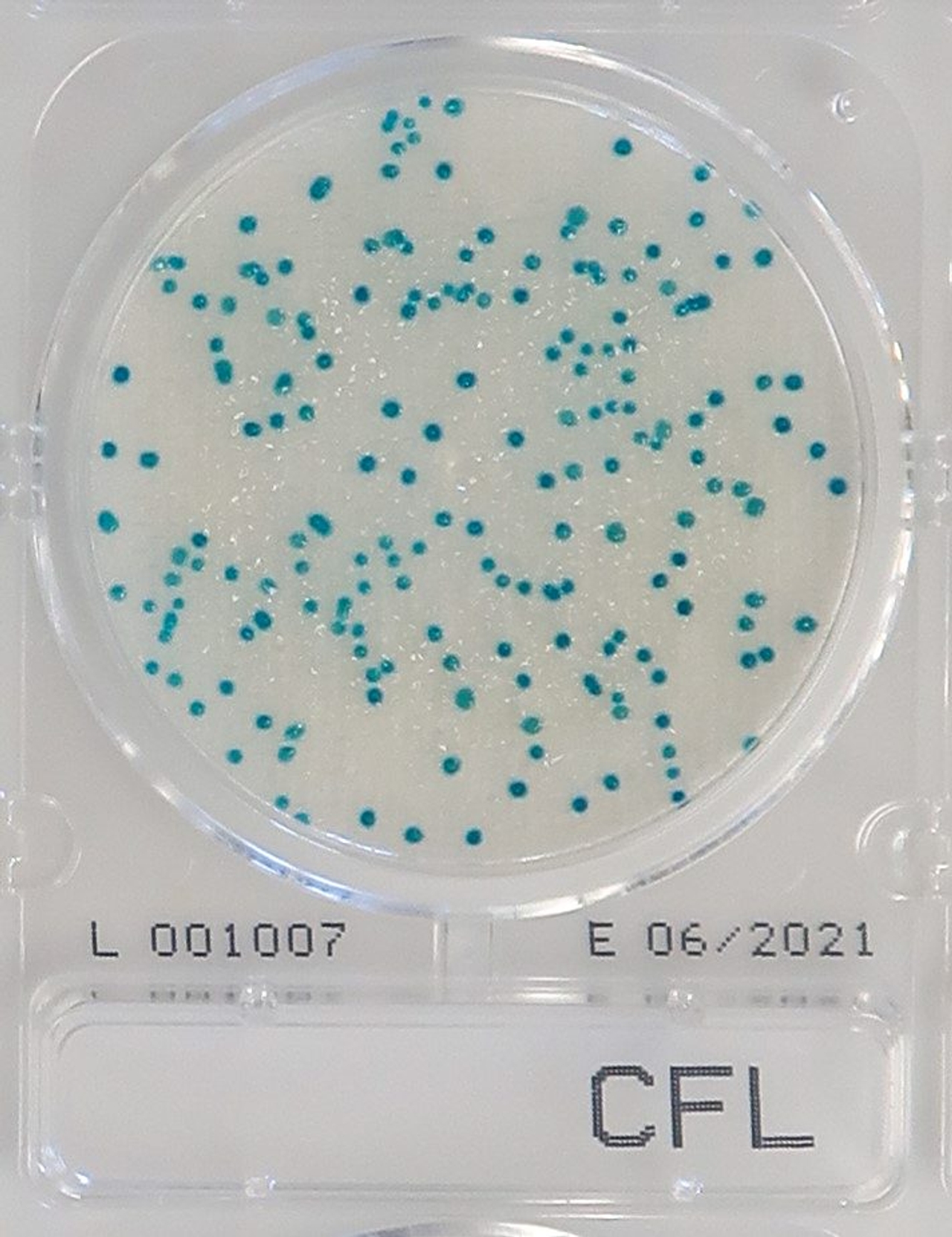 Đĩa Compact Dry CFL Coliform