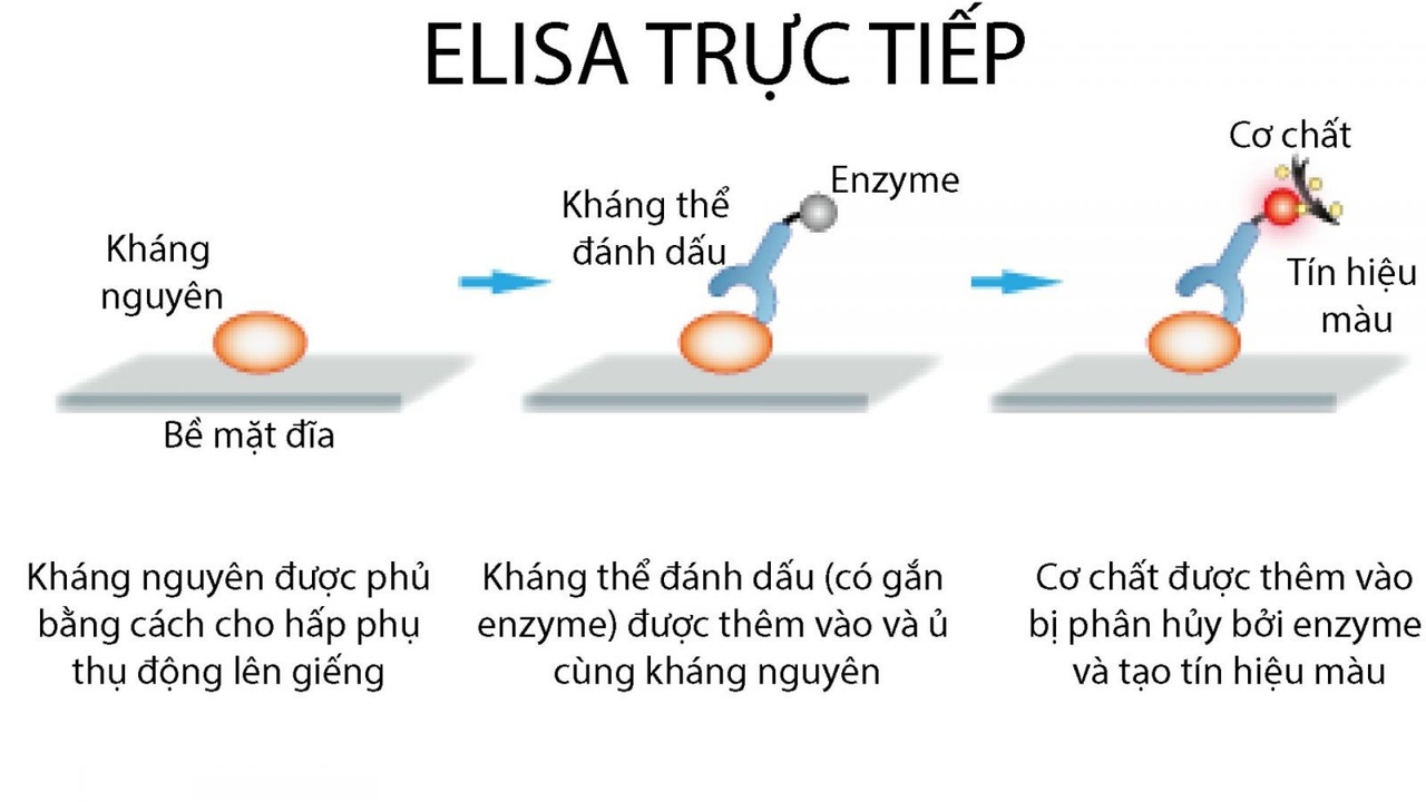 Kỹ thuật Elisa trực tiếp