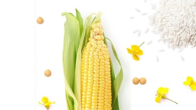 Cận cảnh bắp ngô, nguyên liệu có thể được kiểm nghiệm GMO