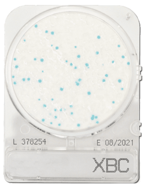 Compact Dry BC Bacillus Cereus