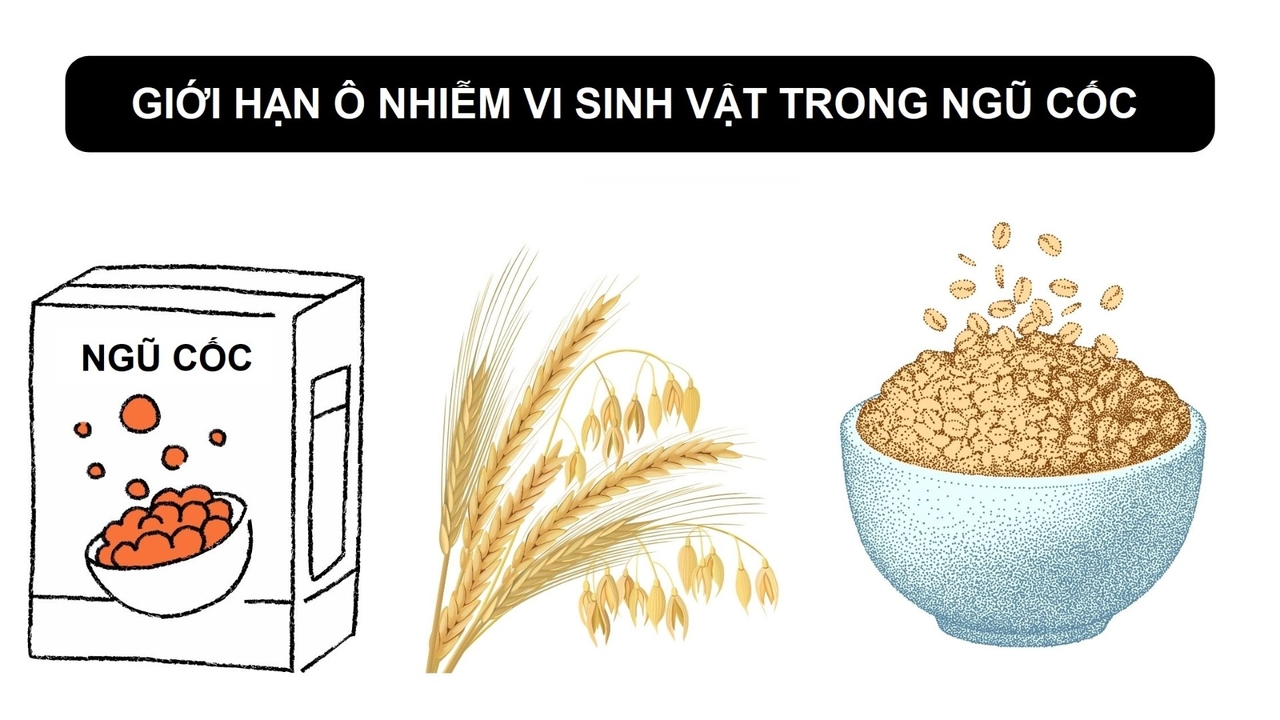 Giới hạn ô nhiễm vi sinh vật trong ngũ cốc