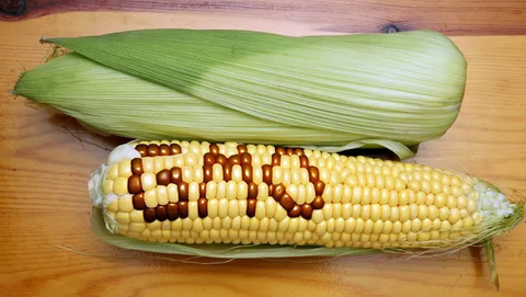 Thực phẩm biến đổi gen GMO