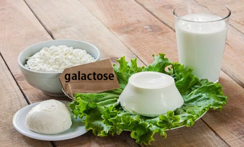 Galactose có trong thực phẩm nào