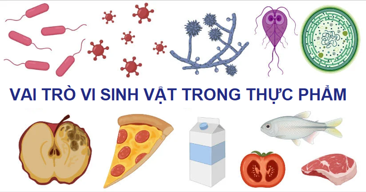 Vai trò vi sinh vật trong thực phẩm