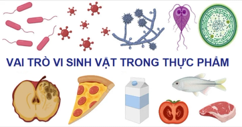 Vai trò vi sinh vật trong thực phẩm