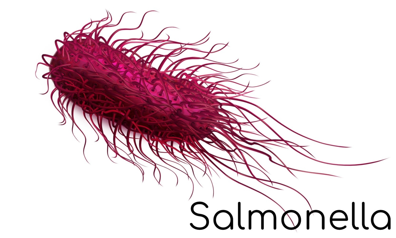 Vi khuẩn Salmonella