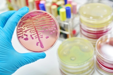 Môi trường nuôi cấy Staphylococcus aureus