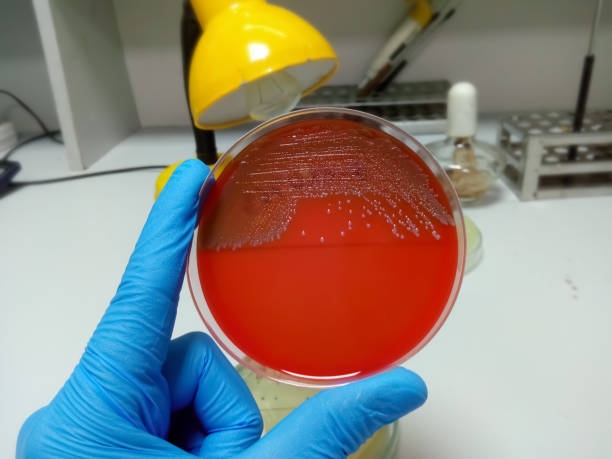 Môi trường nuôi cấy Enterobacter