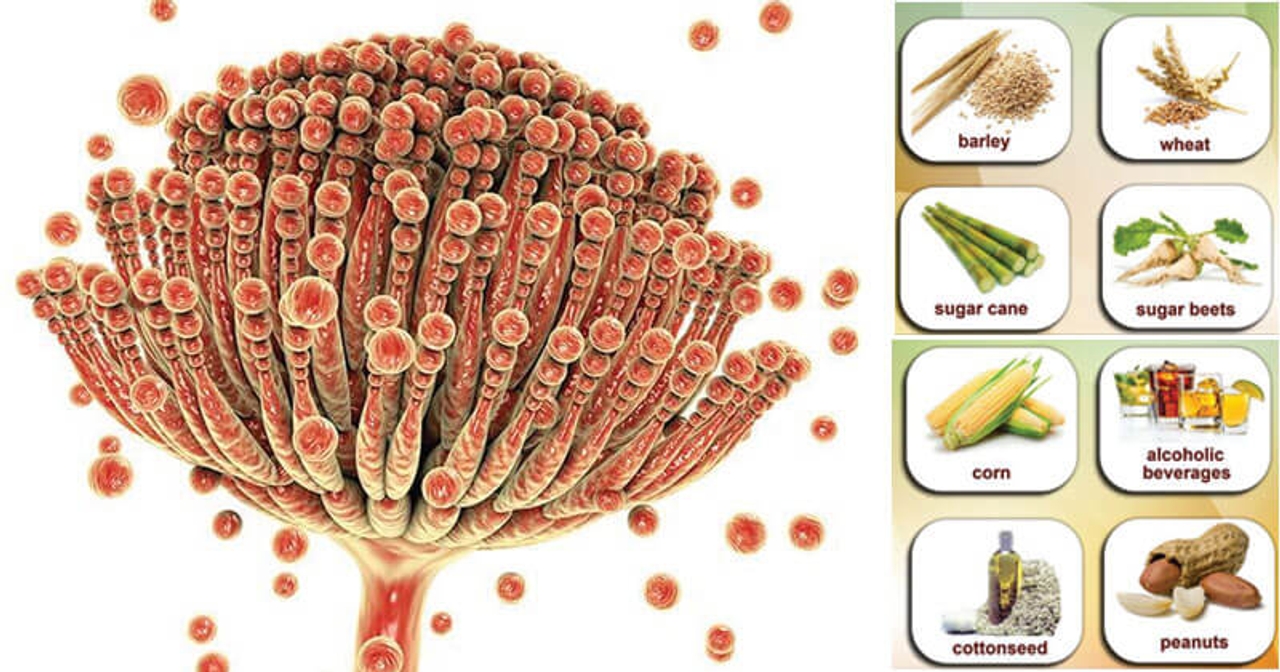 Phân tích độc tố nấm mốc mycotoxin