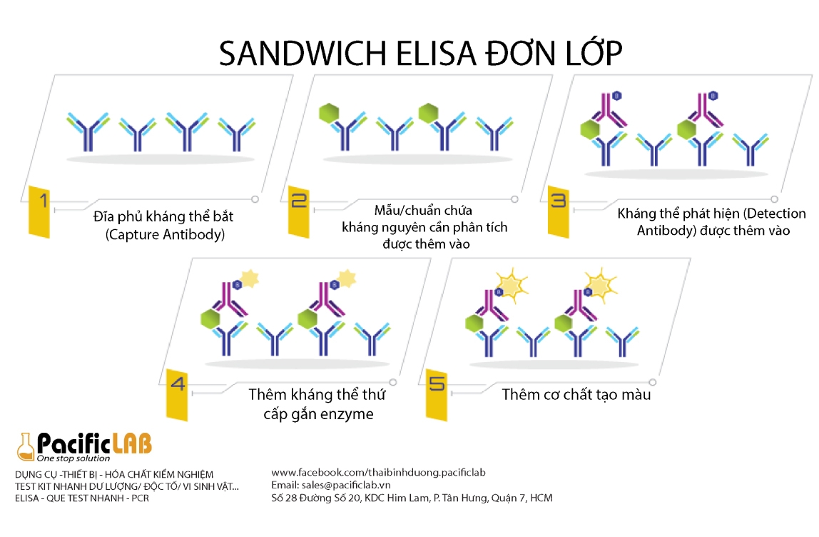 kỹ thuật Sanwich Elisa