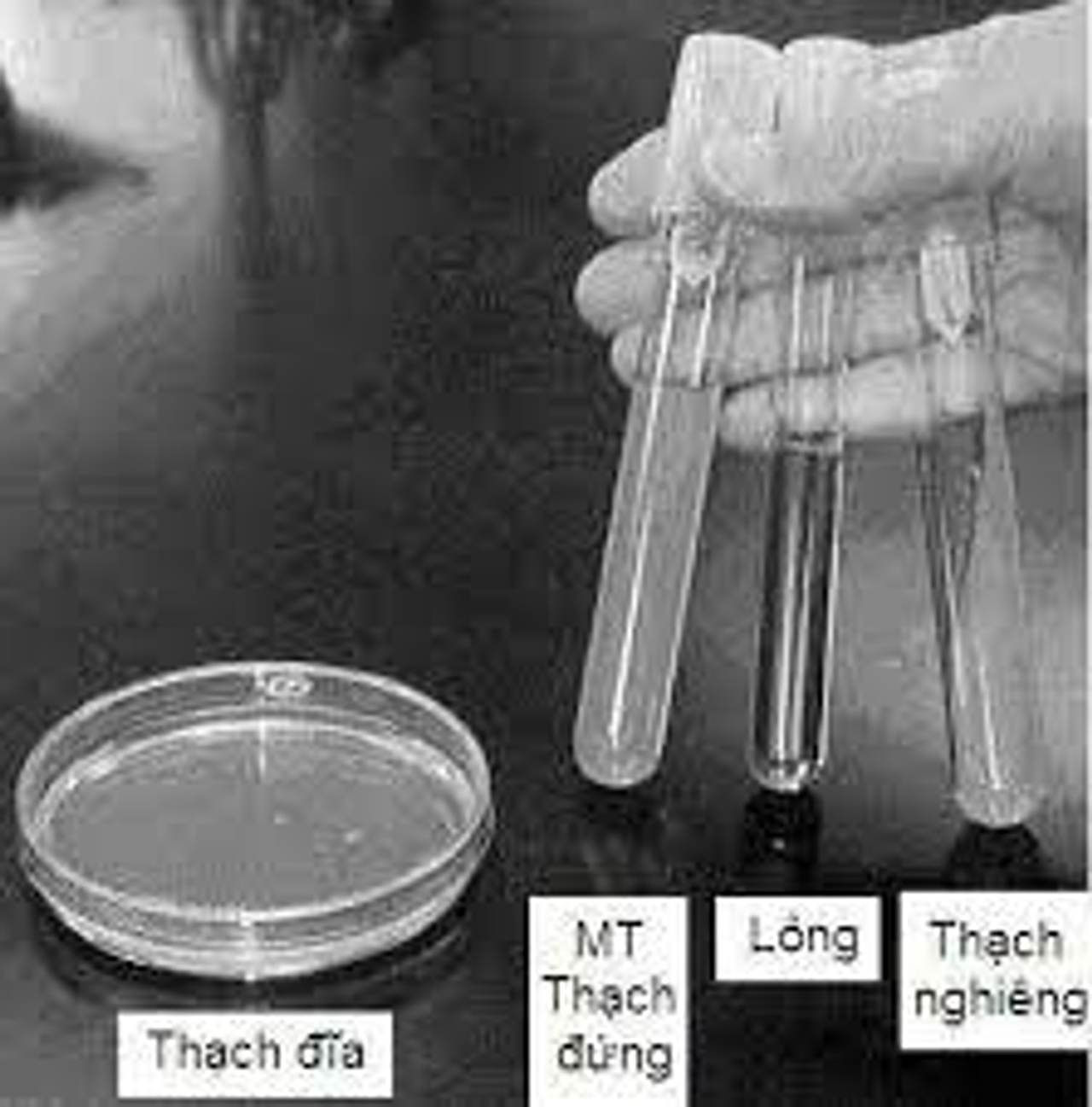 môi trường nuôi cấy thạch đứng