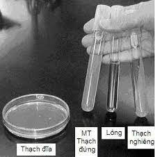 môi trường nuôi cấy thạch đứng