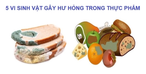 5 vi sinh vật gây hư hỏng trong thực phẩm