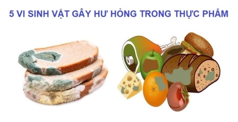 5 vi sinh vật gây hư hỏng trong thực phẩm