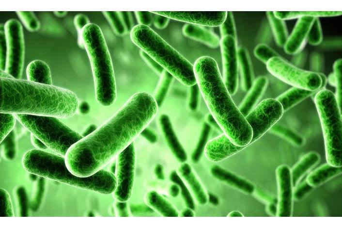Vi khuẩn Listeria