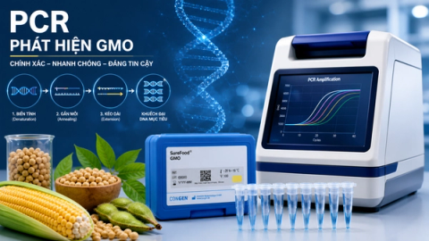 Phương pháp PCR phát hiện GMO