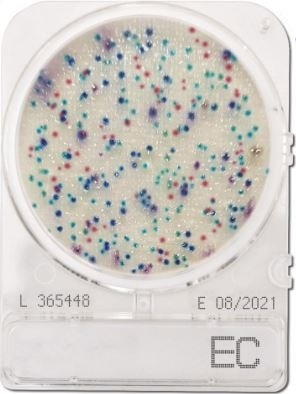 Compact Dry EC Ecoli Coliform