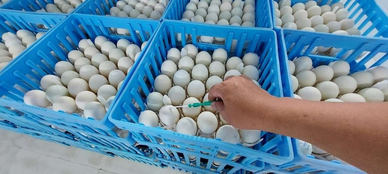 Test ATP bề mặt trứng