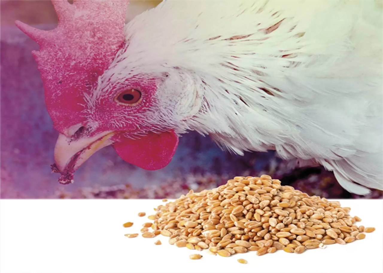 Ảnh hưởng của độc tố nấm mốc mycotoxin