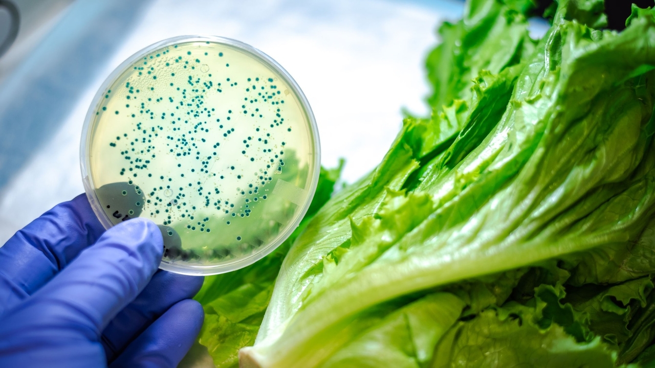 Vi khuẩn E Coli gây bệnh gì