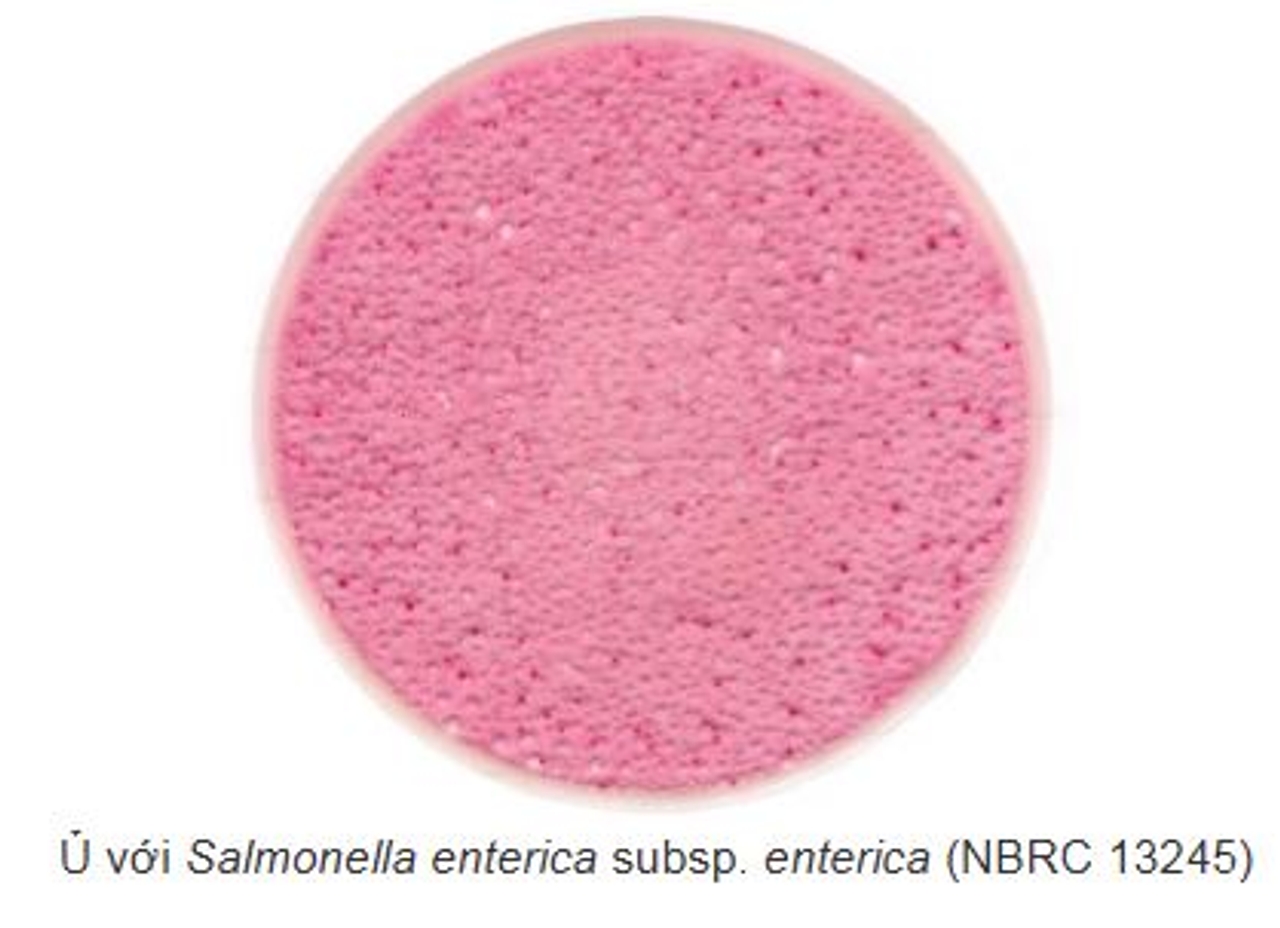 Khuẩn lạc Enterobacteriaceae trên Easy Plate